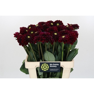 Dahlia Black Fox