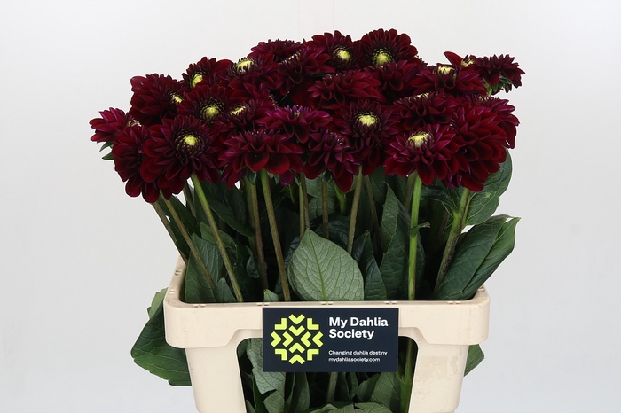 Dahlia Black Fox
