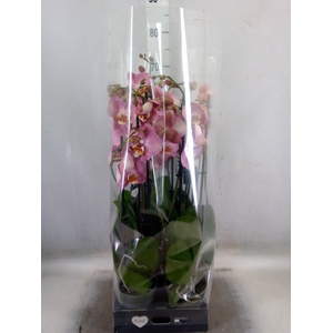 Phalaenopsis   ...