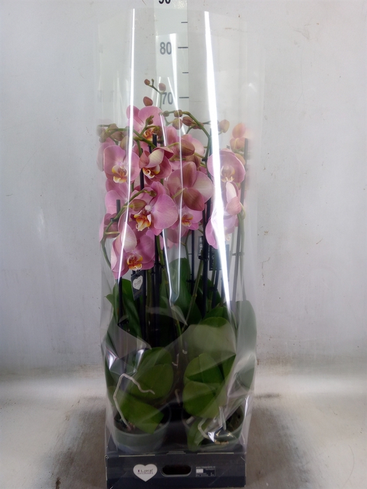 <h4>Phalaenopsis   ...</h4>