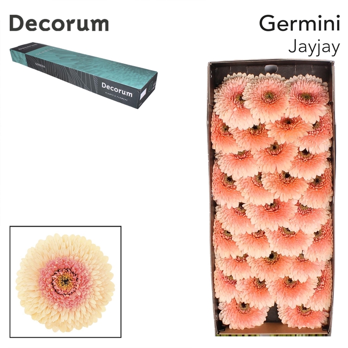 <h4>Germini Pomponi Jayjay Doos</h4>