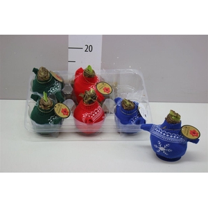 Hippeastrum Wax Bodywarmer Mix