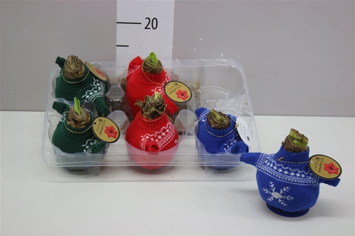 <h4>Hippeastrum Wax Bodywarmer Mix</h4>