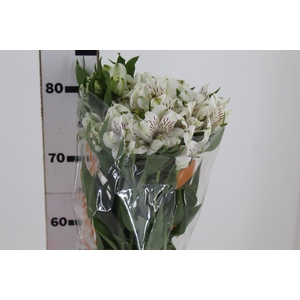 ALSTROEMERIA WHITNEY 080 CM