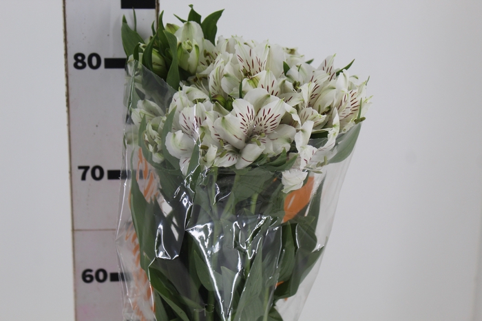 <h4>ALSTROEMERIA WHITNEY 080 CM</h4>