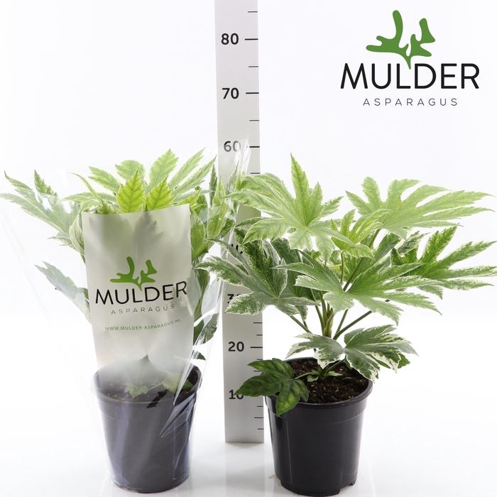 <h4>FATSIA VARIEGATA fatsia spider web</h4>