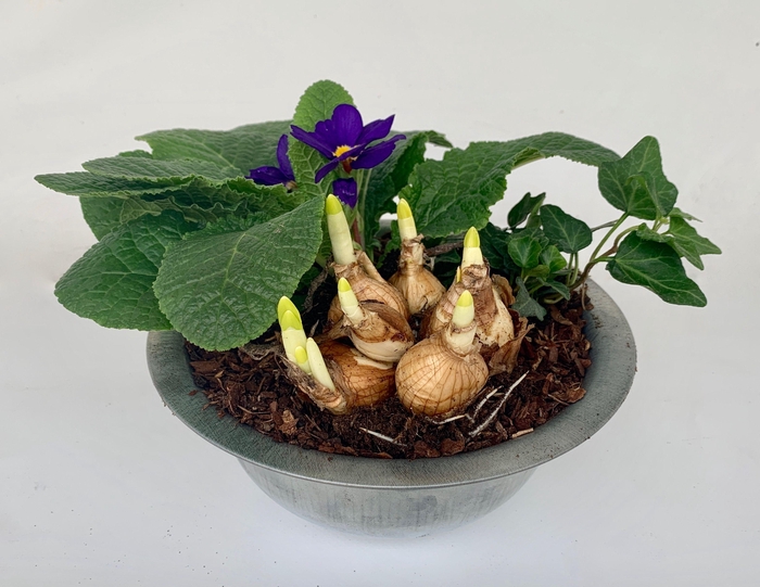 <h4>Primula Zink Schaal (Tete & Hedera)</h4>