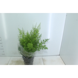 ASPARGO ALFINETE P17