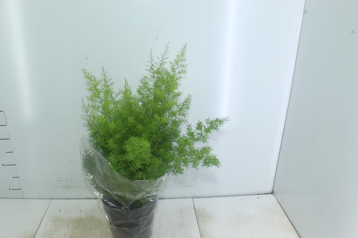 <h4>ASPARGO ALFINETE P17</h4>