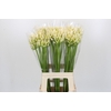 Agapanthus Gletsjer