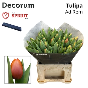 TU EN AD REM Box M 50