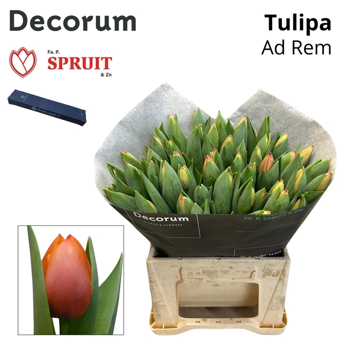 <h4>Tu En Ad Rem Box M 50</h4>