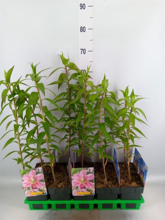 <h4>Lilium   ...</h4>