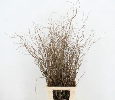 <h4>Salix babyl. 'Tortuosa'</h4>