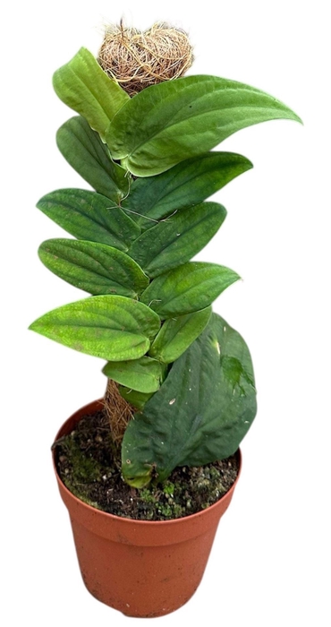 <h4>Overig planten</h4>