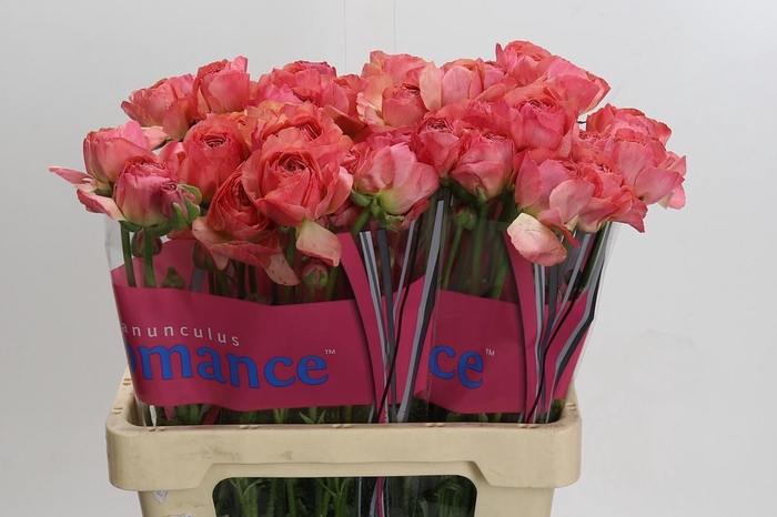 <h4>Ranunculus Romance Buzet</h4>