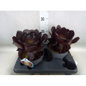 xSemponium 'Destiny'