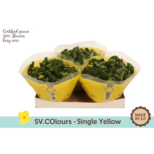 Kalanchoë Single Yellow in SV.COloursleeve