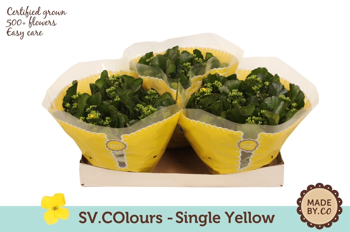 <h4>Kalanchoë Single Yellow in SV.COloursleeve</h4>