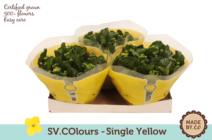 <h4>Kalanchoë Single Yellow in SV.COloursleeve</h4>