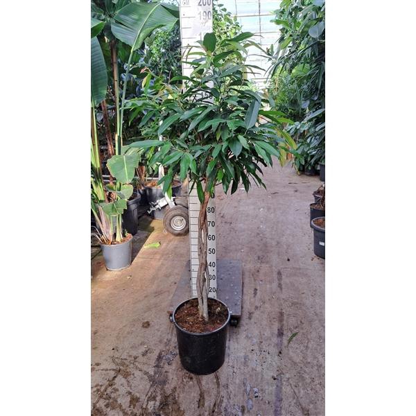 <h4>Ficus Amstel King gevlochten stam 170</h4>