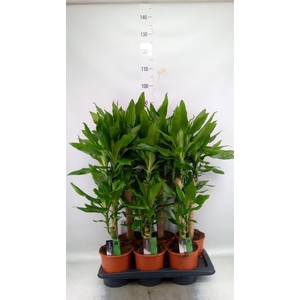 Dracaena frag. 'Steudneri'