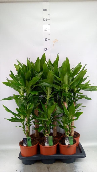 <h4>Dracaena frag. 'Steudneri'</h4>