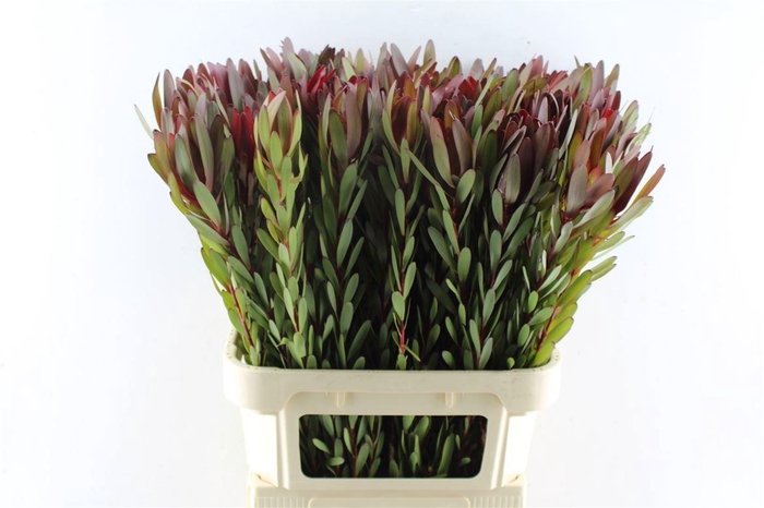 <h4>LEUCAD SAF SUNSET</h4>