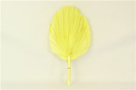 Dried Palm Spear 3pc Xxl Bl Yellow Bunch
