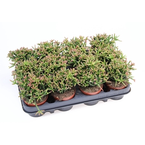 Rhipsalis burchellii