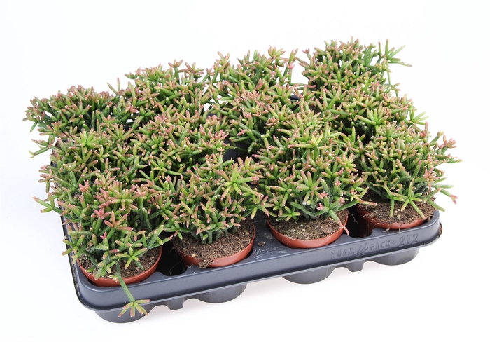 <h4>Rhipsalis burchellii</h4>