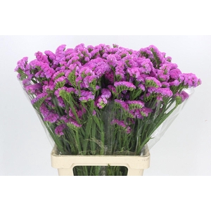Limonium Sinuatum Cerise