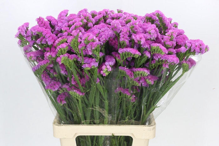 <h4>Limonium Sinuatum Cerise</h4>
