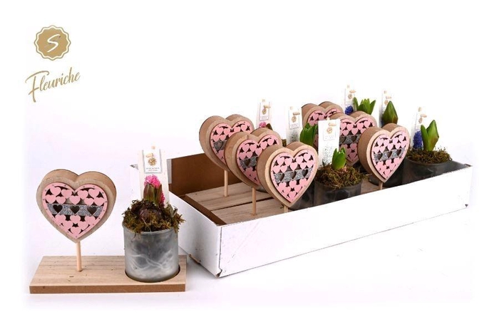 <h4>ARR HYACINTH H%</h4>