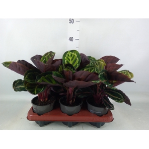 Calathea roseopicta var. illustris