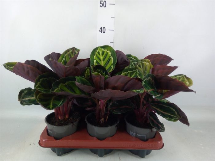 <h4>Calathea roseopicta var. illustris</h4>