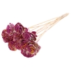 Shola Beauty Rose 6cm on stem Multicolour Cerise/Yellow
