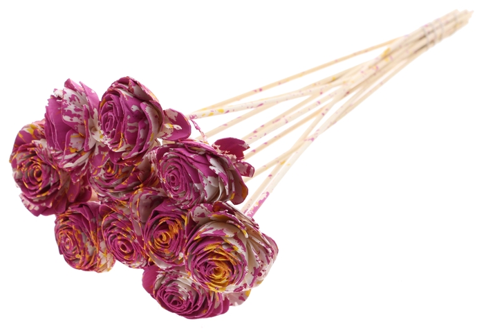 Shola Beauty Rose 6cm on stem Multicolour Cerise/Yellow