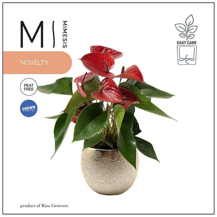 <h4>Mimesis Anthurium KARMA Picanta - 12cm Bubbly Gold</h4>