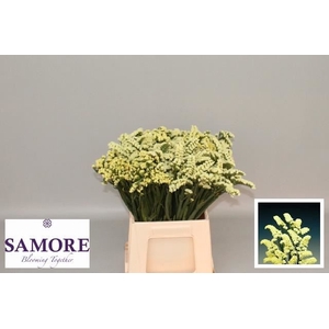 LIMONIUM SINUATUM 'YELLOW SUN BIRD'