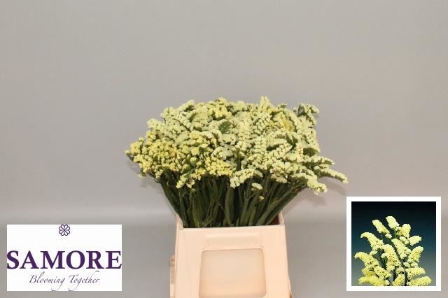 <h4>LIMONIUM SINUATUM 'YELLOW SUN BIRD'</h4>