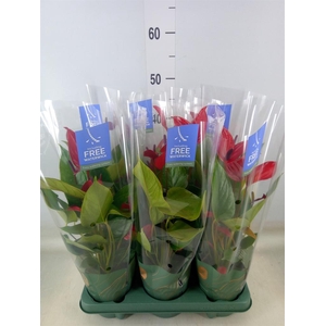 Anthurium  'Banderola Lava'