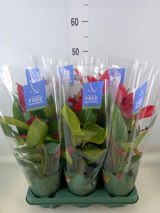 <h4>Anthurium  'Banderola Lava'</h4>