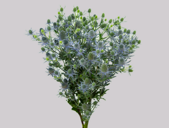 ERYNGIUM 040 CM