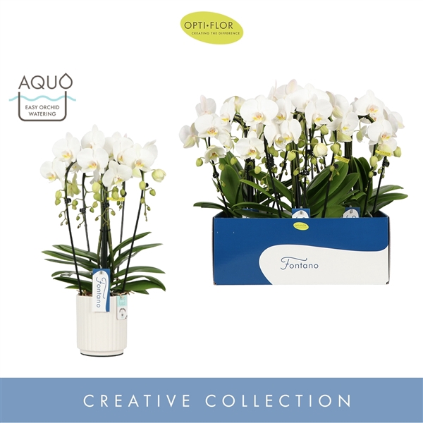 <h4>Fontano Bellagio 5 spike in Molise White Aquo</h4>