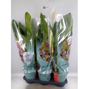 Spathiphyllum  'Bingo Cupido'