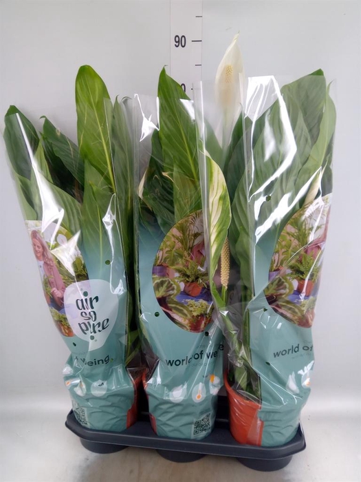 <h4>Spathiphyllum  'Bingo Cupido'</h4>