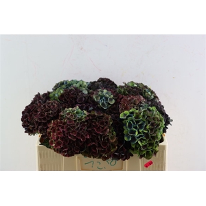 Hydr Magical Charlotte 45cm