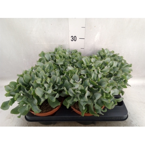 Crassula arborescens subsp. undilat