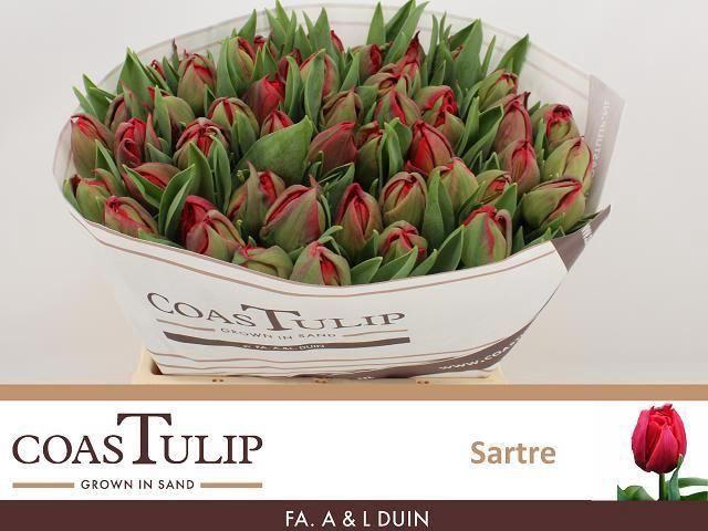 <h4>Tulipa Du Sartre</h4>